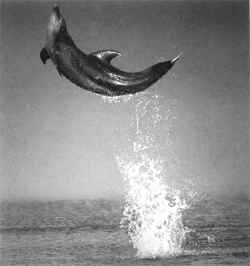 nuevo 01.jpg (5766 bytes)